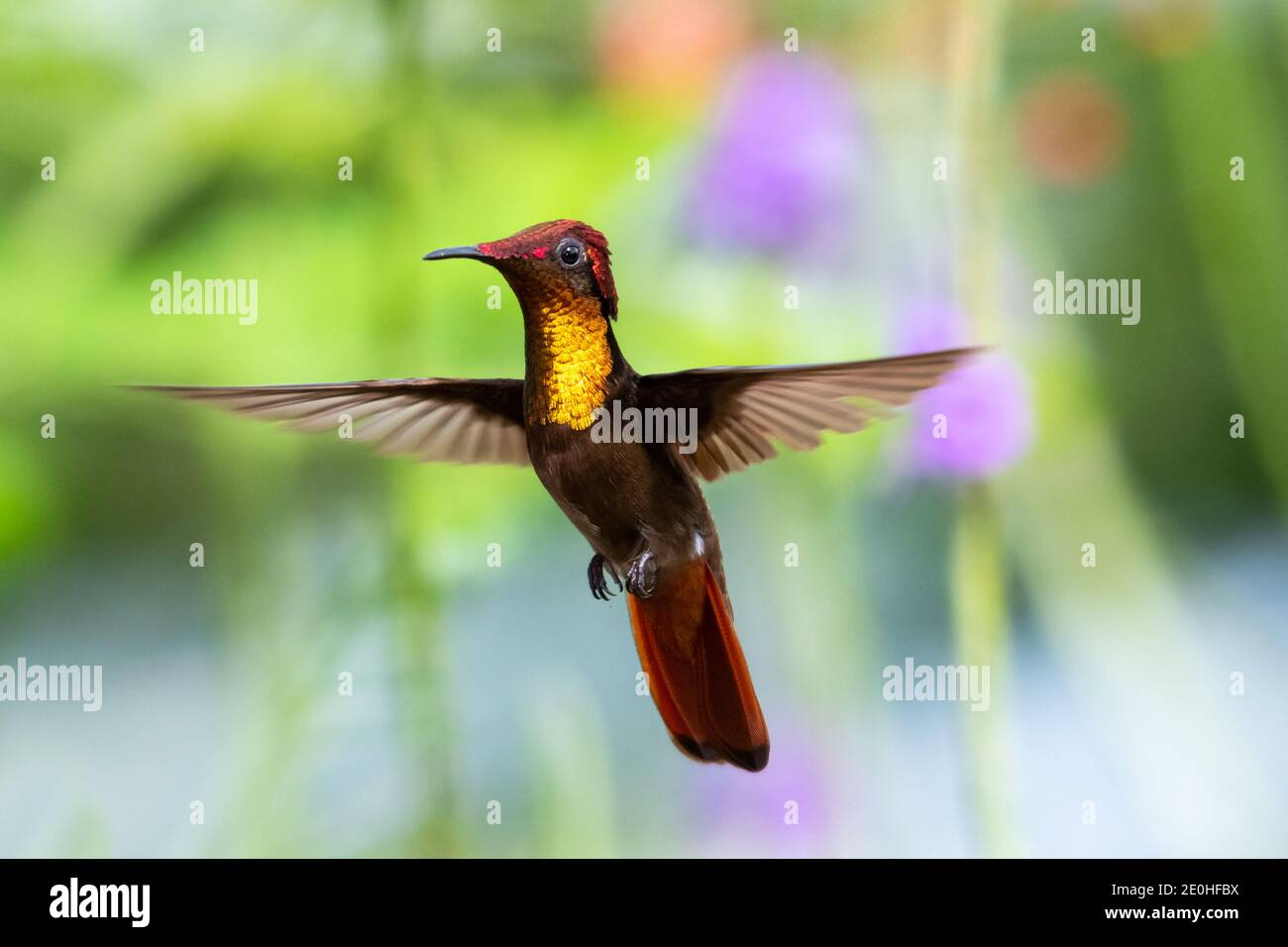 Un colibri de Ruby Topaz planant avec le feuillage flou en arrière-plan. Vol d'oiseau. La faune dans la nature. Banque D'Images