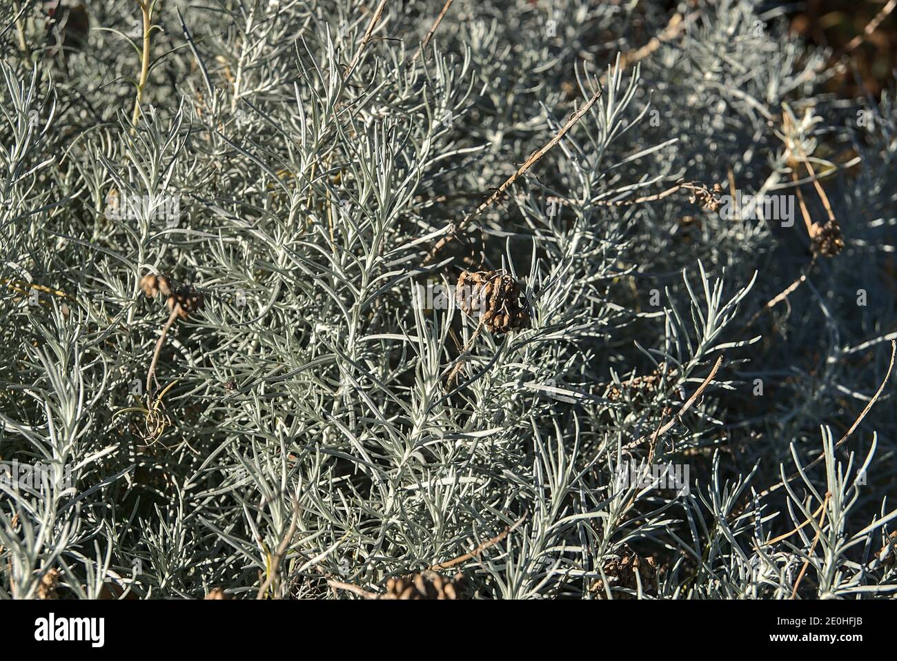 Magnifique fond de sauge argentée (Artemisia cana). Arbuste Evergreen aux feuilles aromatiques argentées et aux fleurs jaunes discrètes en automne Banque D'Images