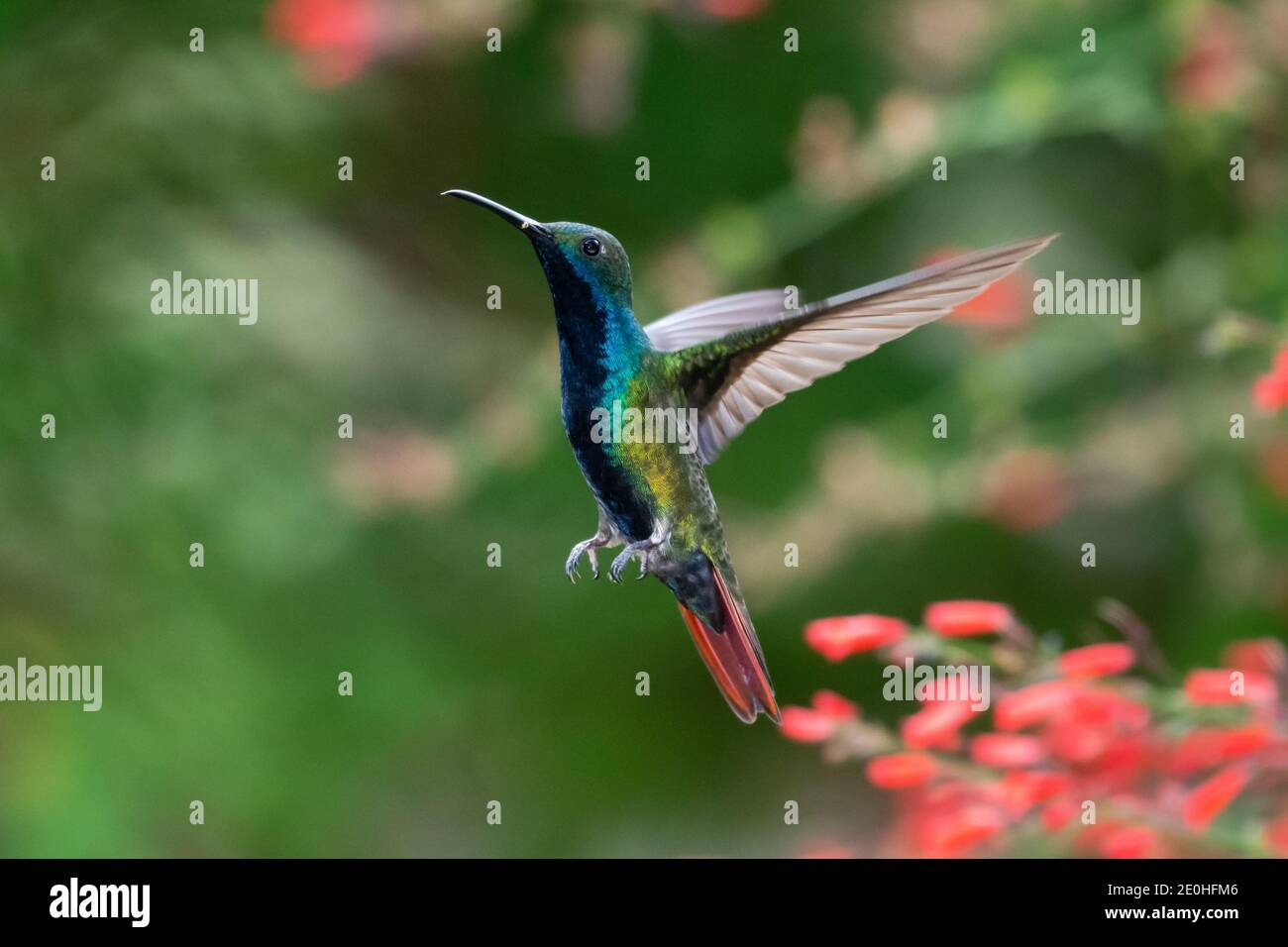 Un colibri de mangue à gorge noire (Anthracothorax nigricollis) plantant dans l'air. Avec un fond vert. La faune dans la nature. Vol d'oiseau Banque D'Images