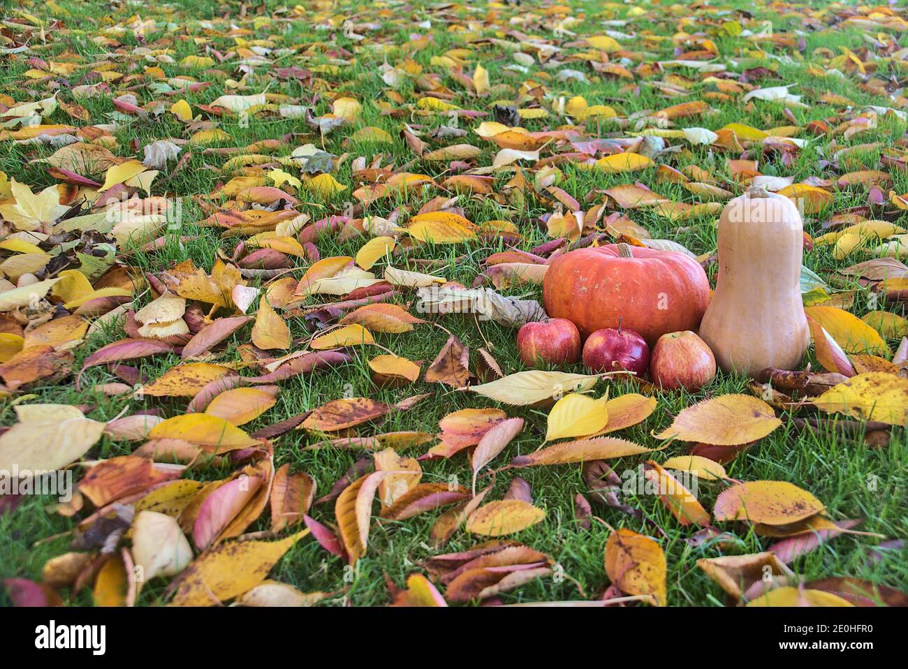 Belle récolte d'automne fond de pommes, de citrouille et de courge butternut sur l'herbe et de feuilles de cerise déchue colorées. Feuilles jaunes, orange, rouges Banque D'Images