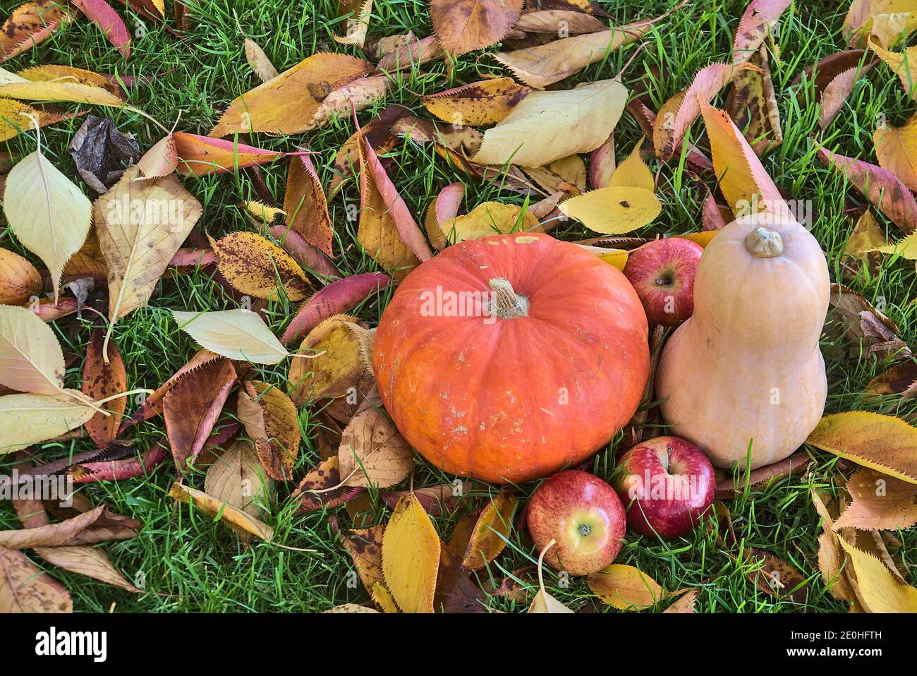 Belle récolte d'automne fond de pommes, de citrouille et de courge butternut sur l'herbe et de feuilles de cerise déchue colorées. Vue de dessus. Dublin, Irlande Banque D'Images