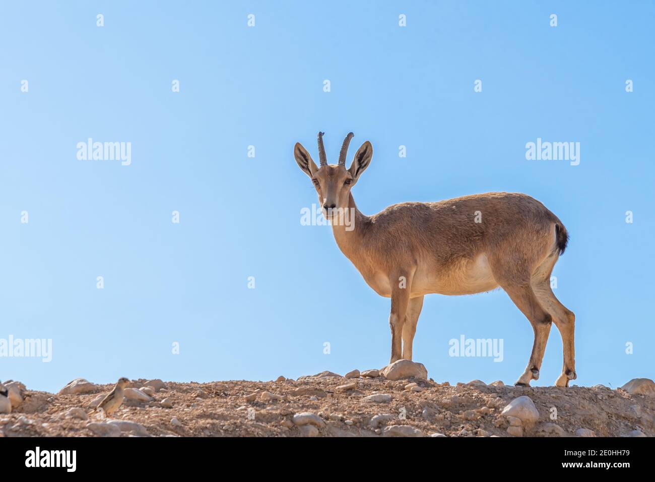 Dorcas gazelle dans la vallée de Zin dans le désert du Negev en Israël sur fond bleu ciel. Photo de la faune Banque D'Images