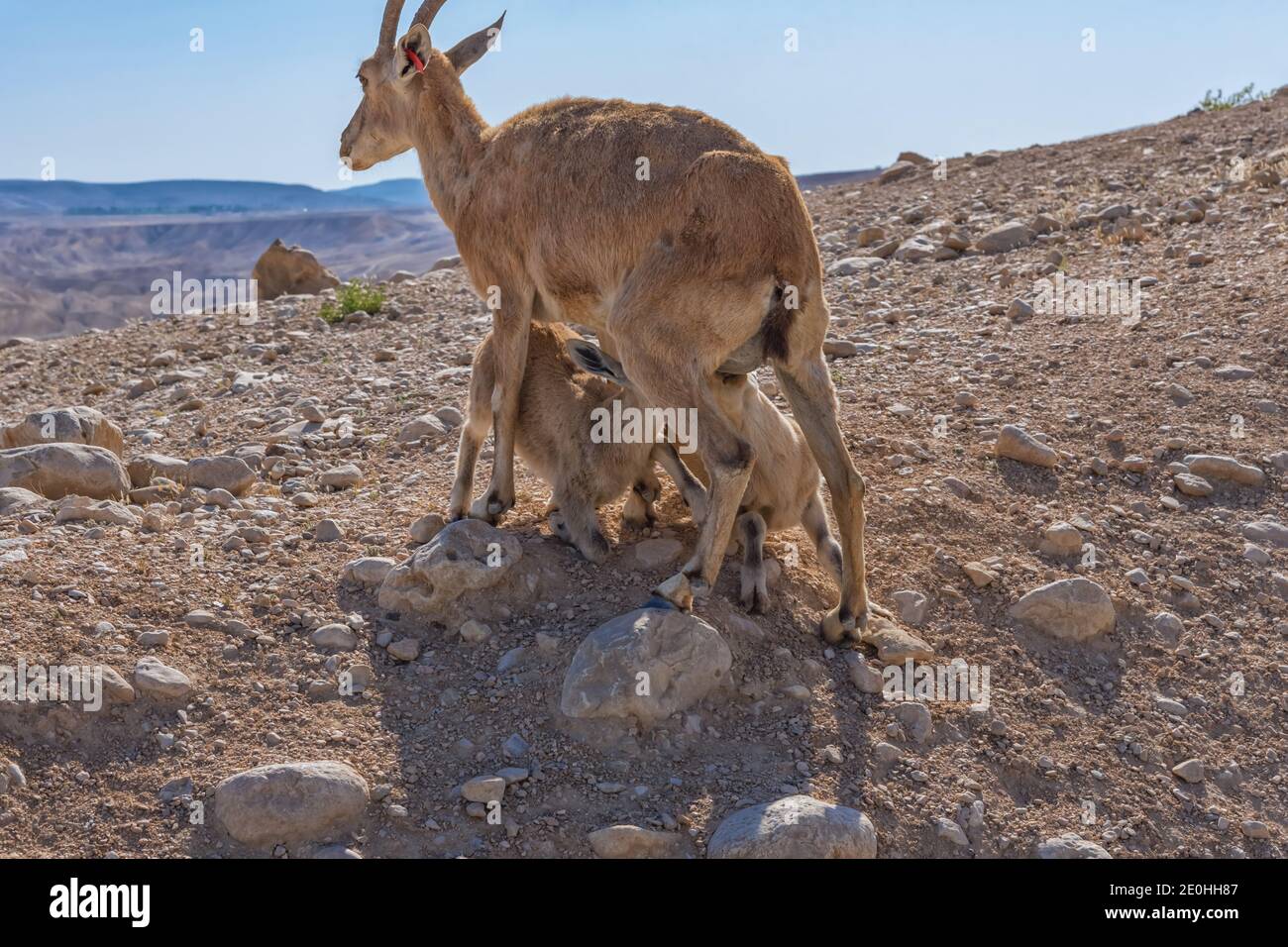 Gazelle Dorcas dans la vallée de Zin dans le désert du Negev. Les veaux boivent du lait. Photo de la faune en Israël Banque D'Images