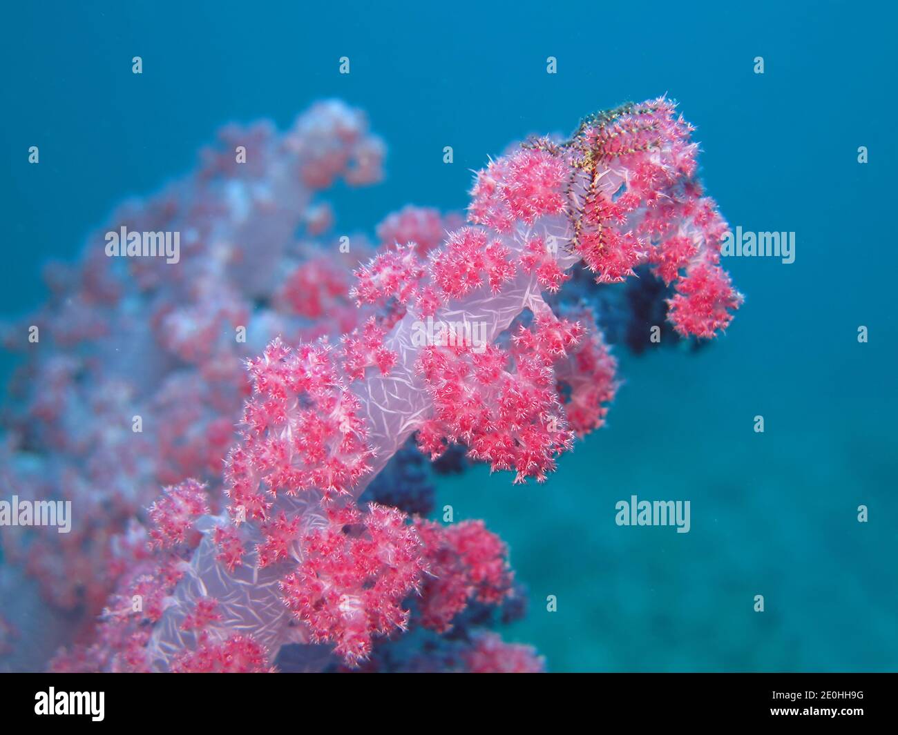 Weichkoralle, Korallenriff, Rotes Meer, Aegypten Banque D'Images