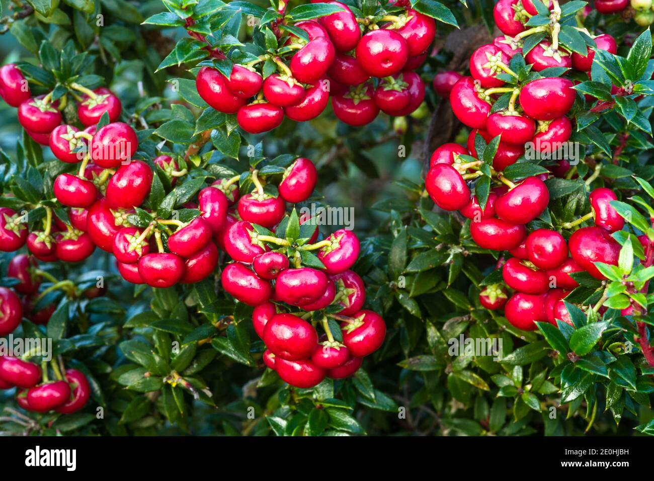 Gaultheria mucronata 'Royal Red' Banque D'Images