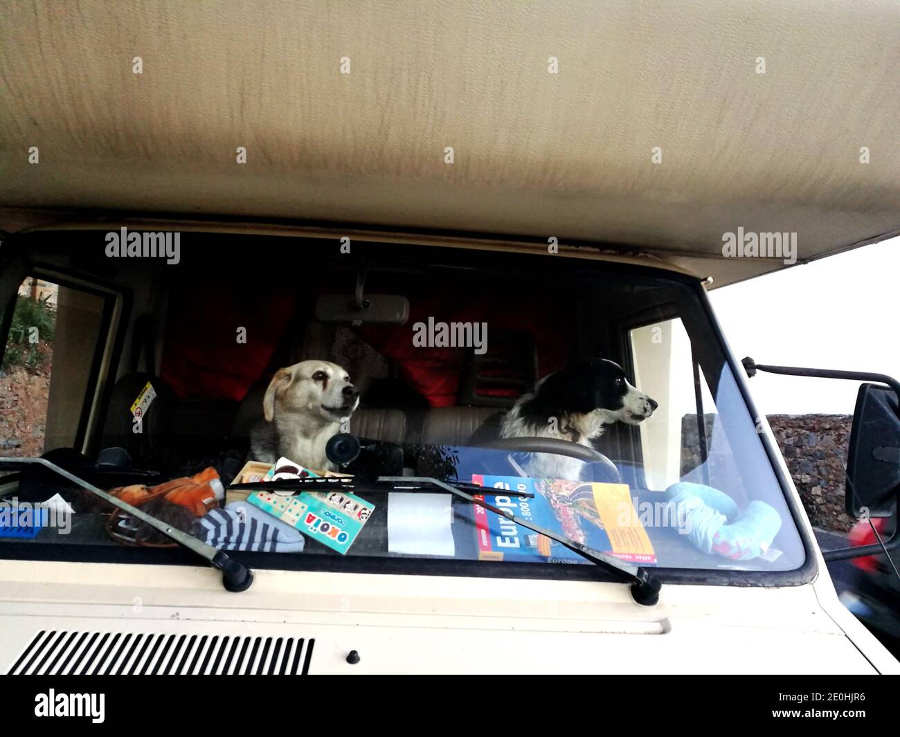 Deux chiens en tant que chauffeur de minibus et copilote, Monemvasia, Grèce Banque D'Images