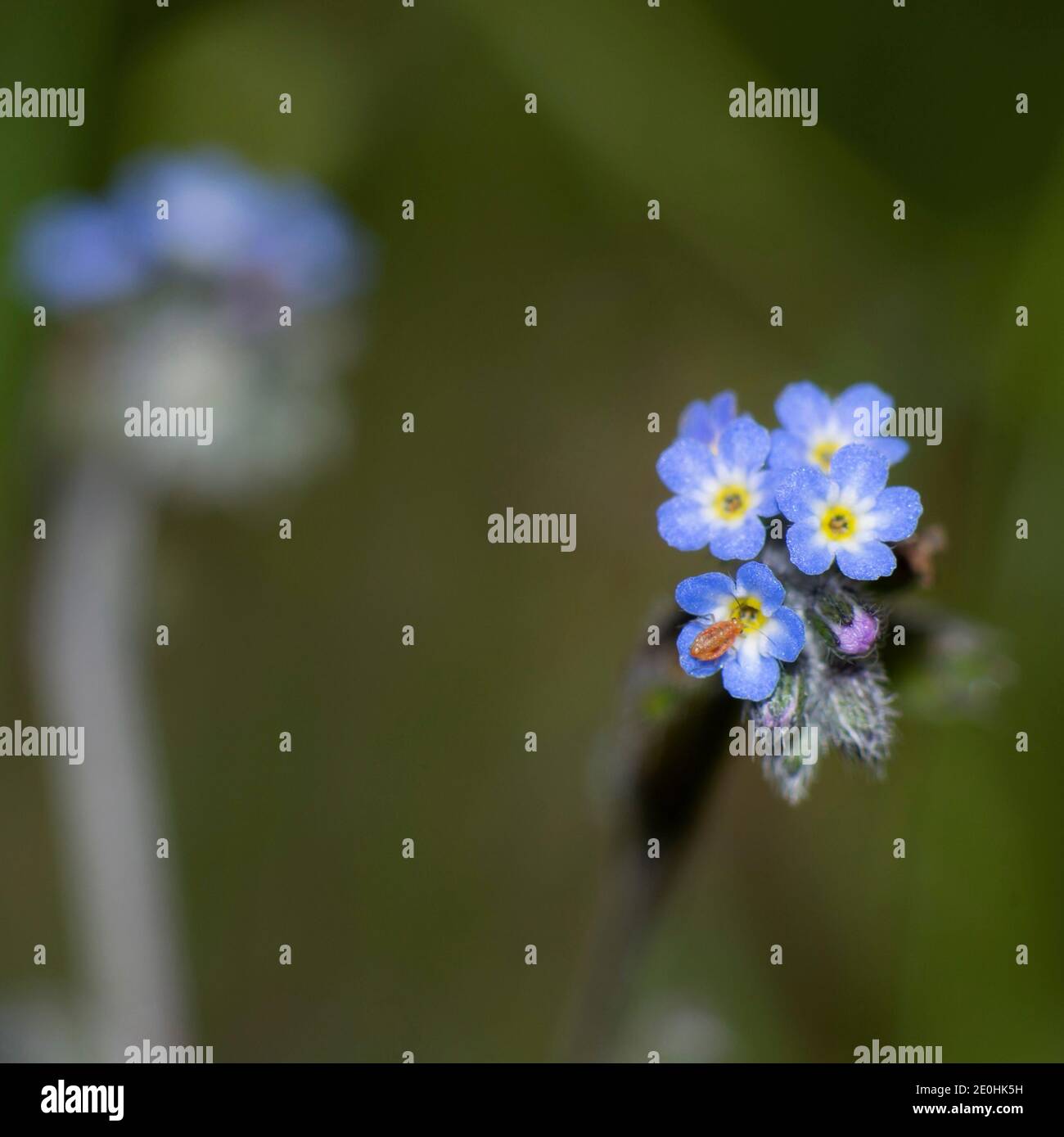 Bleu pâle myosotis sylvatica en fleur, groupe de petites fleurs à fleurs. Macro de minuscules fleurs bleues oublient-me-pas et herbe colorée fond Banque D'Images