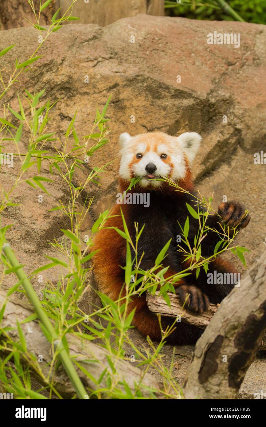 Panda rouge (Ailurus fulgens) en captivité mangeant du bambou, Parc zoologique national Banque D'Images