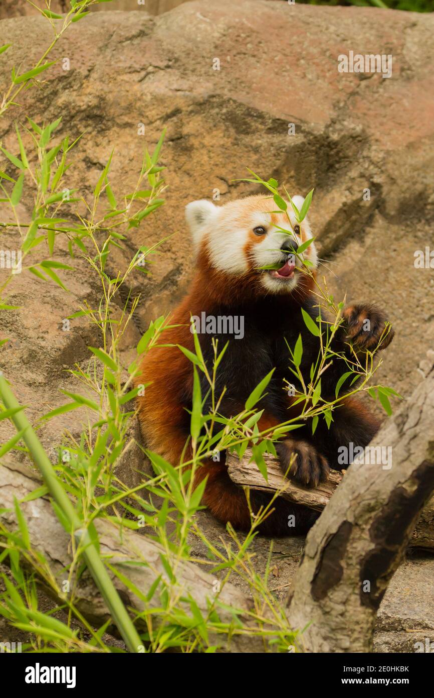 Parc zoologique national de Red Panda (Ailurus fulgens) Banque D'Images