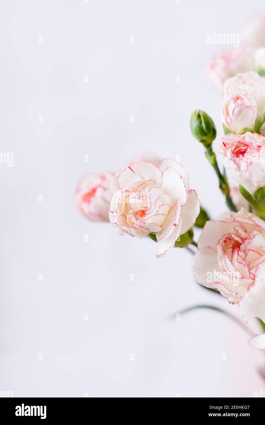 Petit blanc délicat avec des fleurs de carnation de bord rose sur un fond blanc, espace de copie Banque D'Images Petit blanc délicat avec des fleurs de carnation de bord rose sur un fond blanc, espace de copie Banque D'Images
