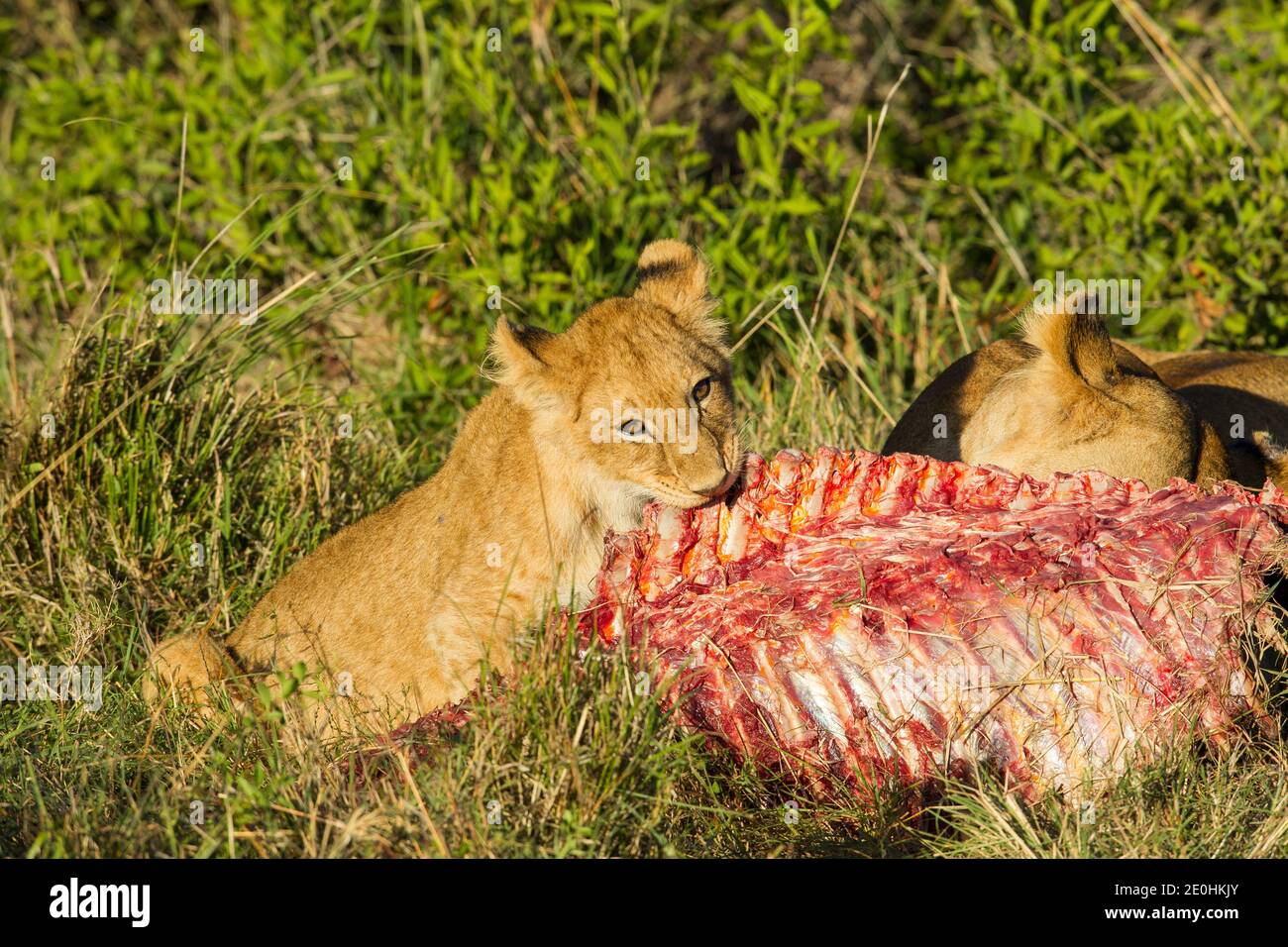 Lion (Panthera leo). Lioness et cub sur un tuer Banque D'Images