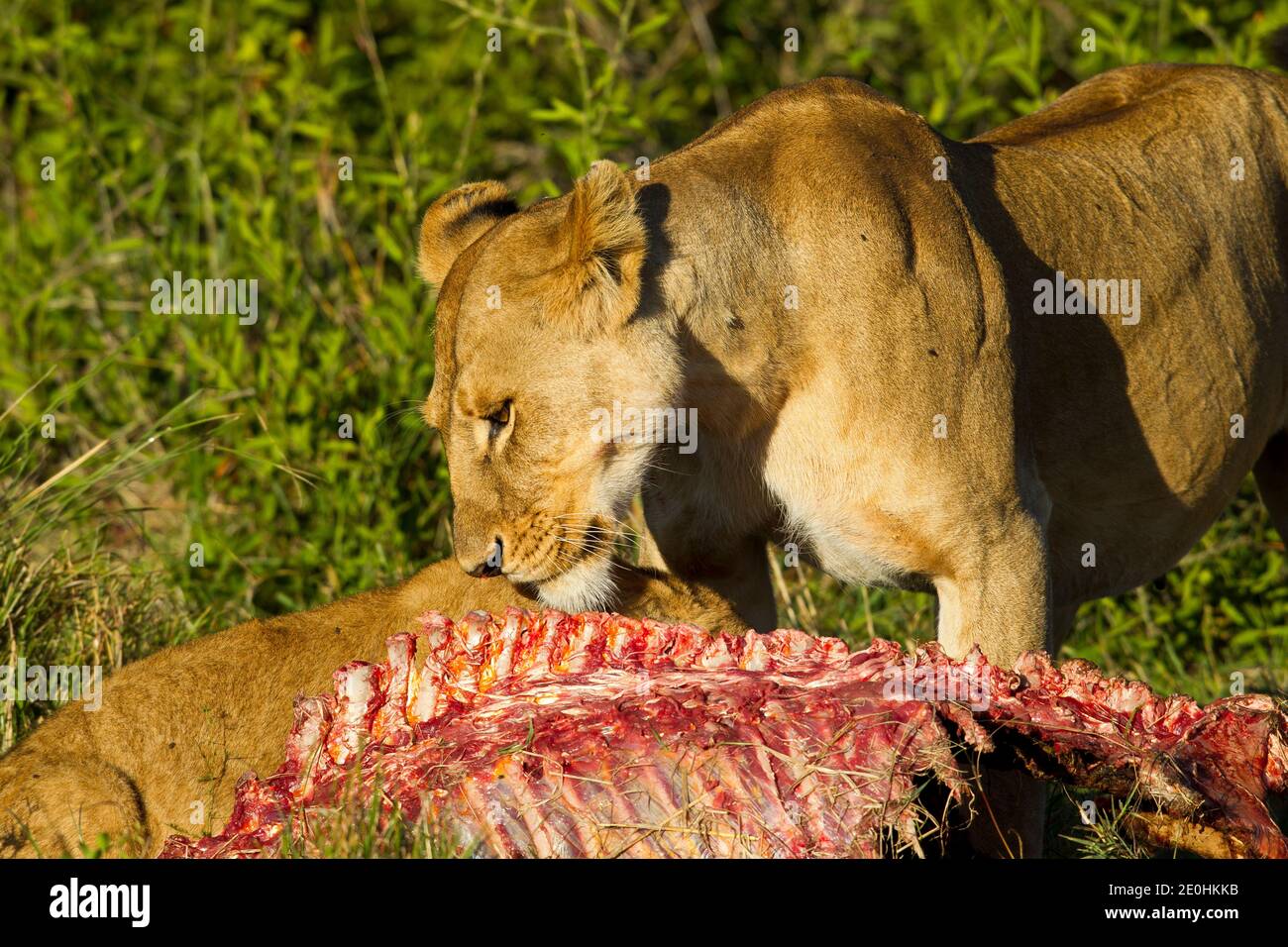 Lion (Panthera leo). Lionne sur un kill. Banque D'Images