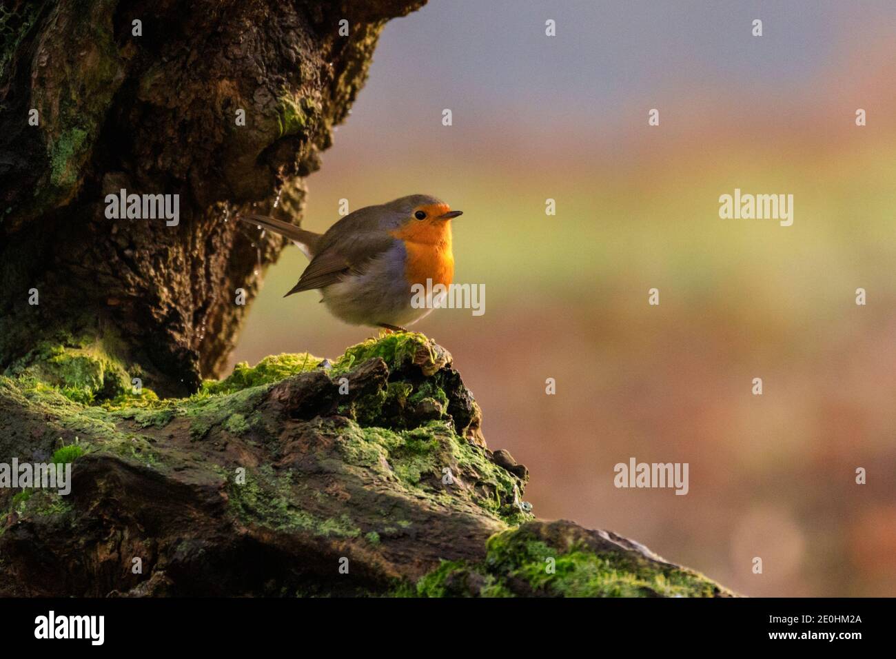 Dülmen, NRW, Allemagne. 1er janvier 2021. Un petit robin européen (erithacus rubecula) se bassière sous le soleil de l'après-midi. Un départ calme et tranquille à 2021 dans la campagne de Münsterland. Credit: Imagetraceur/Alamy Live News Banque D'Images