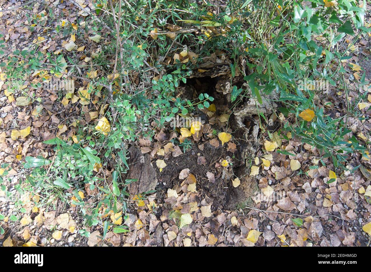 Un chemin de grandes pierres avec des feuilles d'automne tombées. Fond naturel pour insérer du texte en espagne Banque D'Images