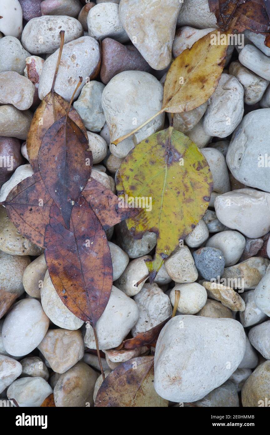 Un chemin de grandes pierres avec des feuilles d'automne tombées. Fond naturel pour insérer du texte en espagne Banque D'Images