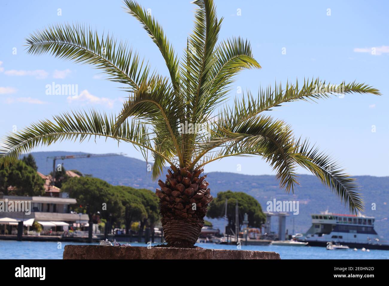Allée verte de palmiers en pleine croissance sur le lac de Garde, en Italie Banque D'Images