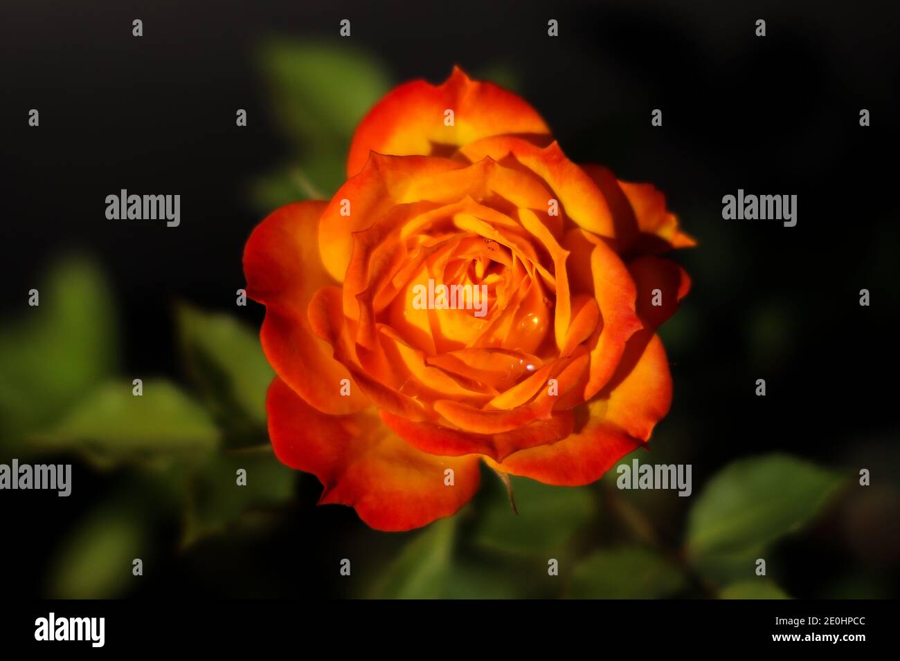 Jaune orange rouge rose fleur de fleur paire avec feuilles vertes sur fond noir. concept de la saint-valentin, mise au point sélective. Banque D'Images