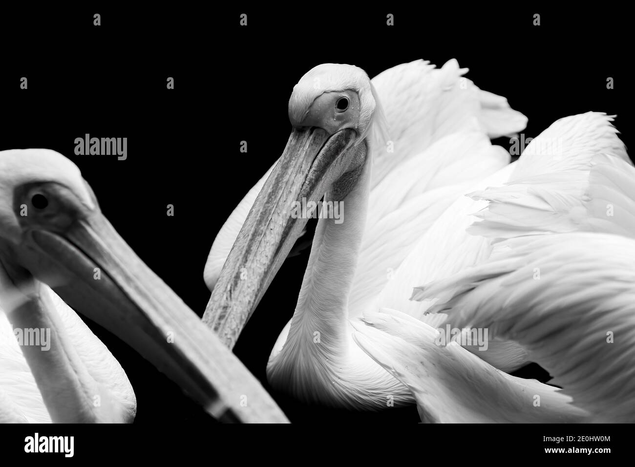 Pélicans nageant en noir et blanc Banque D'Images