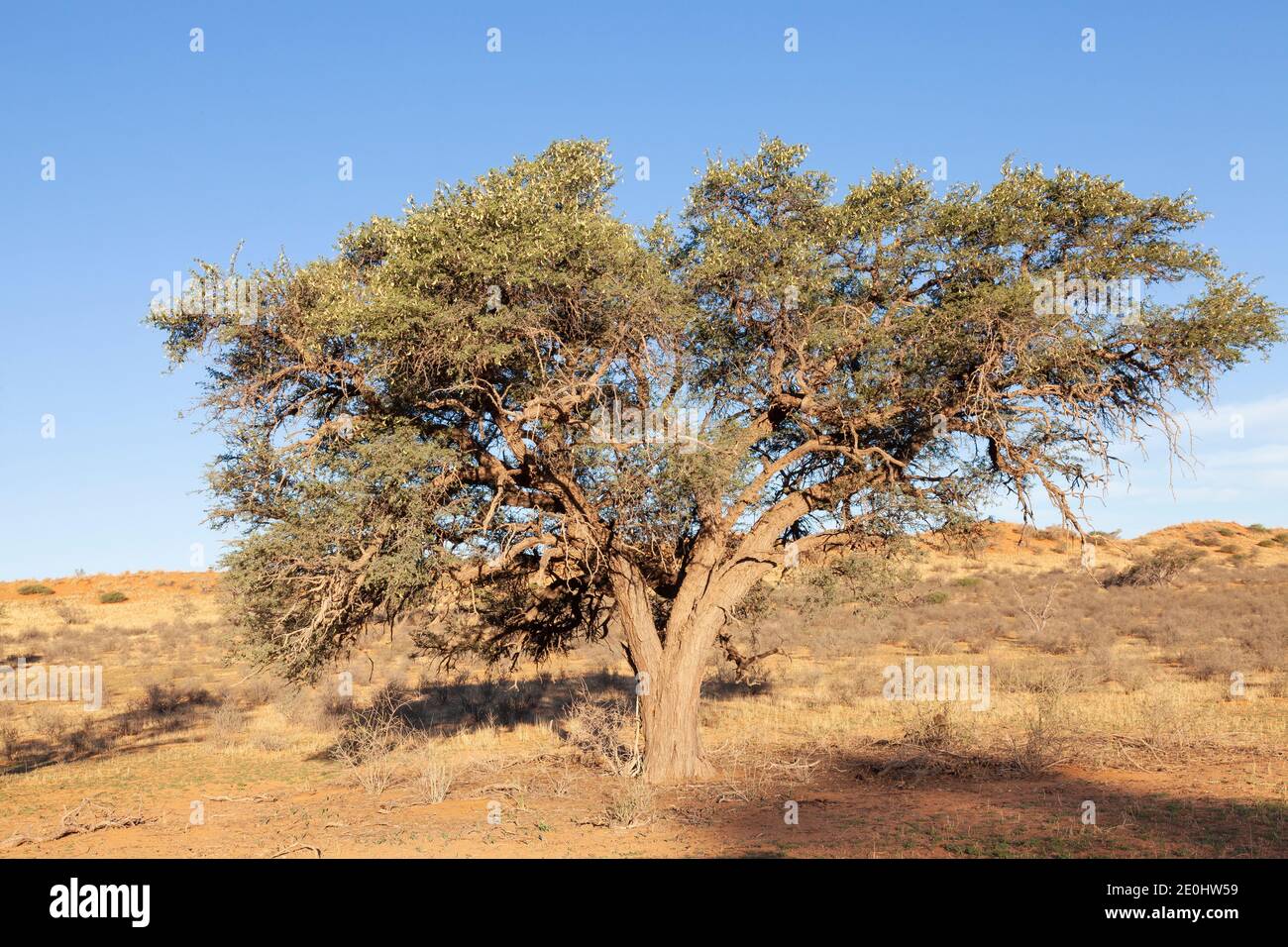 Grand Camel Thorn Tree (Vachellia erioloba) au coucher du soleil dans une dune rouge paysage de Kalahari, Parc transfrontalier de Kgalagadi, Cap Nord, Afrique du Sud Banque D'Images
