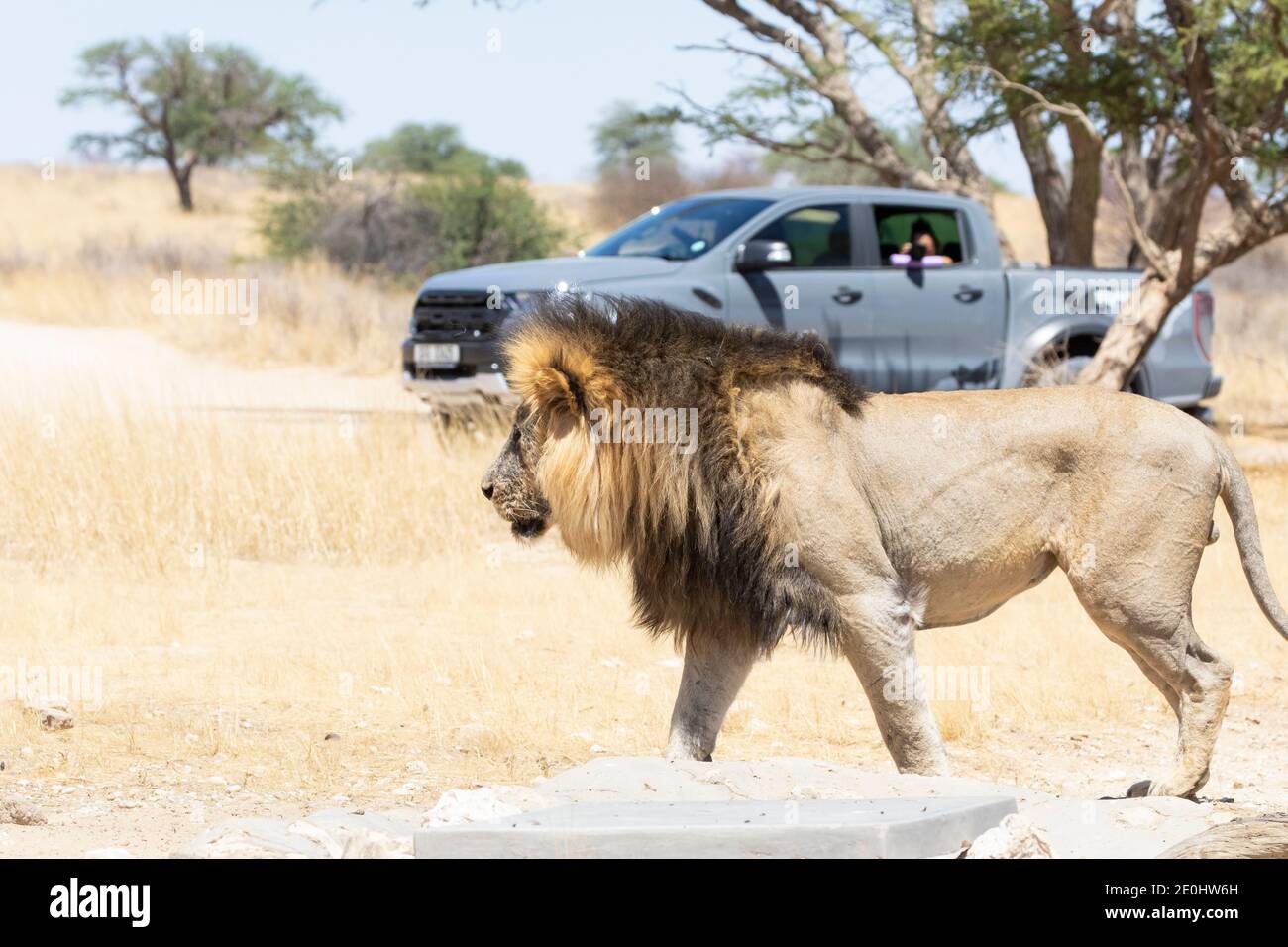 Lion Kalahari (Panthera Leo), Parc transfrontalier Kgalagadi, Kalahari, Afrique du Sud. Homme avec véhicule touristique en auto-safari. Inscription rouge de l'UICN Banque D'Images