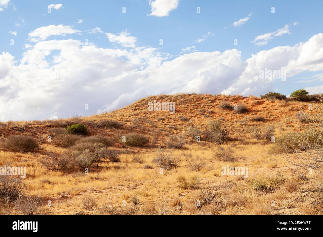 Paysage de dunes rouges de Kalahari au coucher du soleil dans le parc transfrontalier de Kgalagadi, Cap Nord, Afrique du Sud Banque D'Images