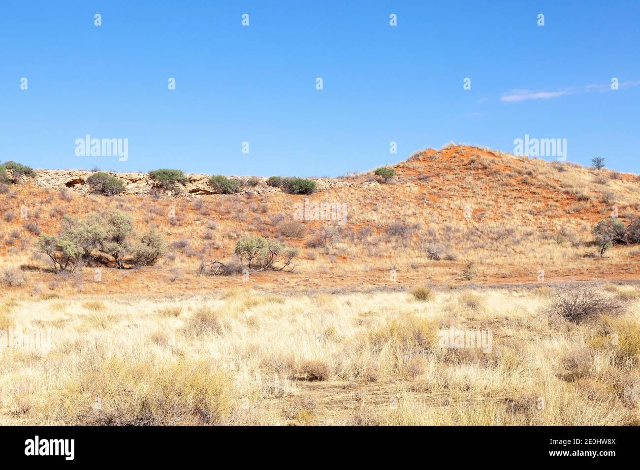 Paysage aride de dunes rouges dans le Kalahari, Parc transfrontalier de Kglagadi, Cap Nord, Afrique du Sud au lever du soleil / à l'aube Banque D'Images