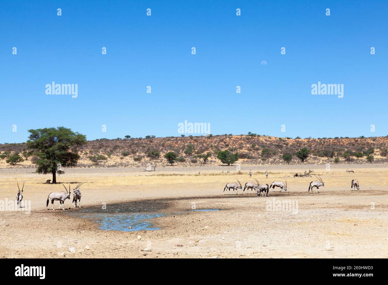 Gemsbok à l'eau d'infiltration après la pluie, Marie se Draai, rivière Nossob, Kalahari, Parc transfrontalier Kgalagadi, Cap Nord, Afrique du Sud dans une dune rouge l Banque D'Images