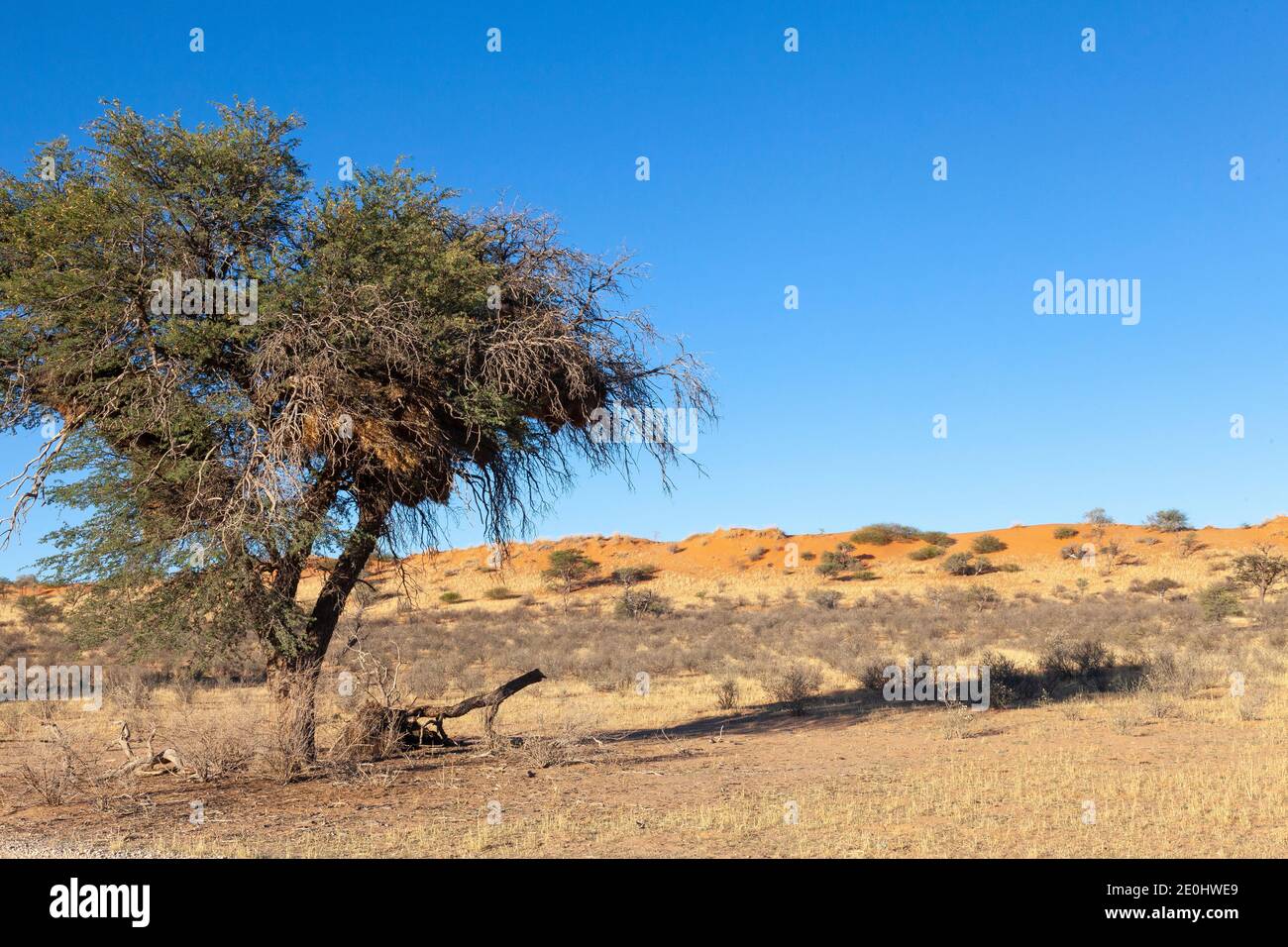Arbre avec le Weaver sociable nichent dans une dune rouge paysage de Kalahari au coucher du soleil, Parc transfrontalier de Kgalagadi, Cap Nord, Afrique du Sud Banque D'Images