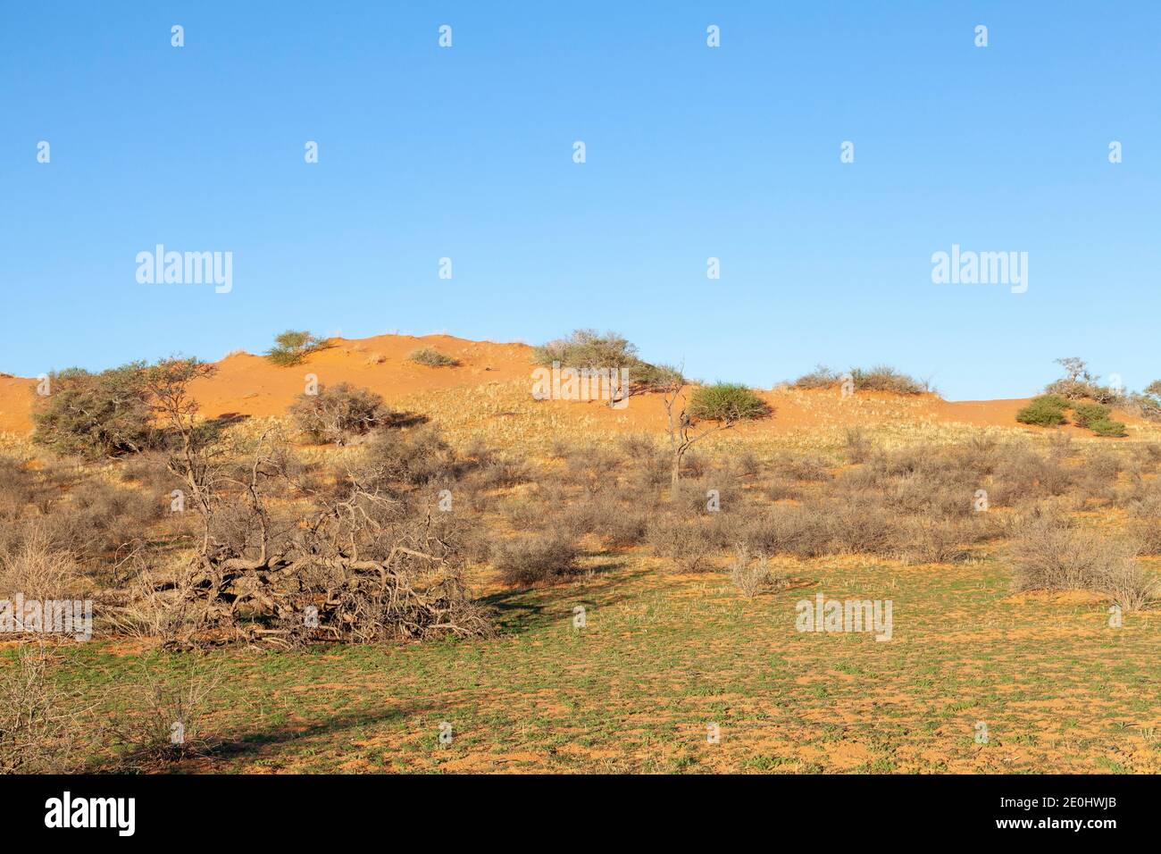 S'est effondrée l'arbre de camélén dans la rivière Auob contre le coucher de soleil rouge de Kalahari dunesat, Kgalagadi, Parc transfrontalier, Cap Nord, Afrique du Sud Banque D'Images