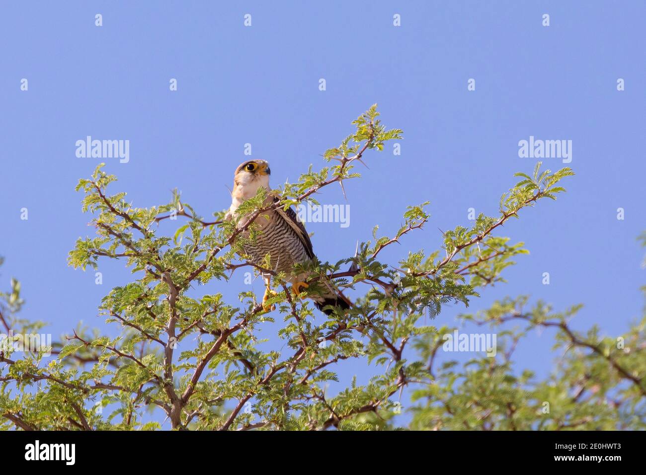 Faucon à col rouge (Falco chicquera) près du trou d'eau de Dalkeith, Mata Mata, Parc transfrontalier de Kgalagadi, Kalahari, Cap Nord, Afrique du Sud. Classifi Banque D'Images