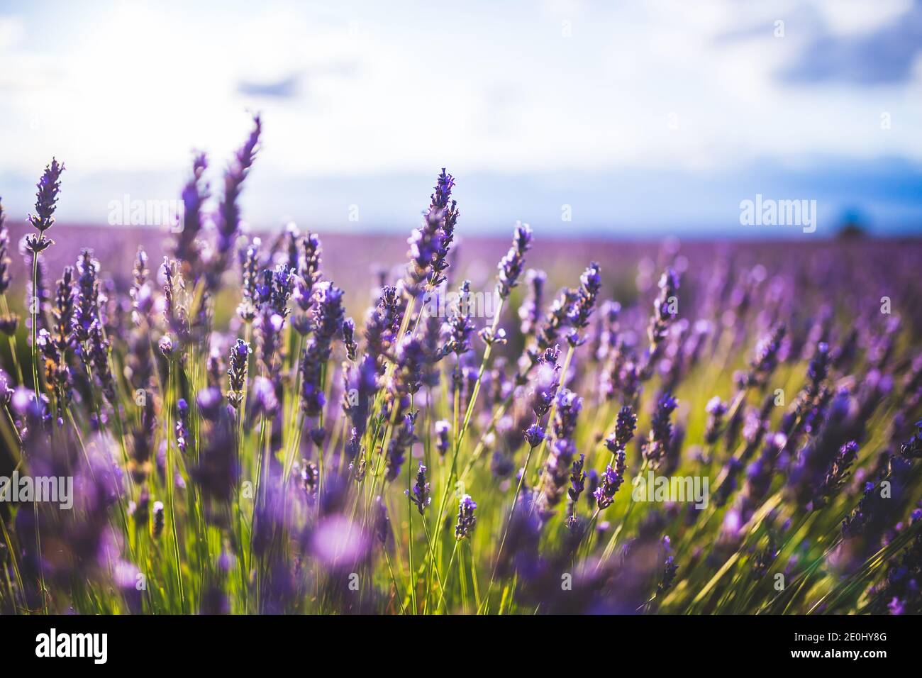 Fleur de lavande sur le paysage sélectif à Brihuega, Espagne. Banque D'Images
