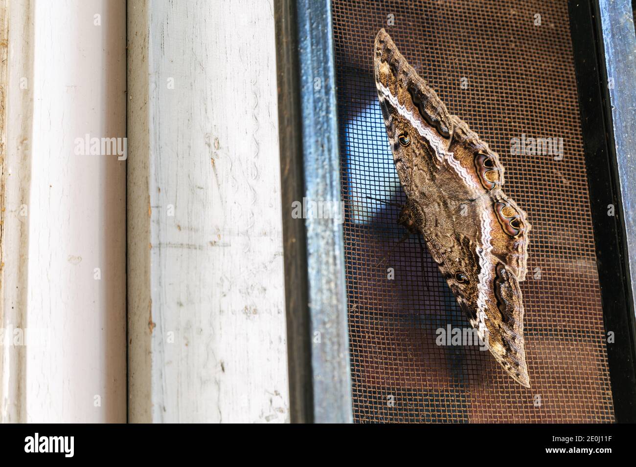 Erebid Moth (Ascalapha odorata), alias la sorcière noire, localement connue sous le nom de 'Ura Erebid Moth (Ascalapha odorata), alias la sorcière noire, localement connue sous le nom de 'Ura