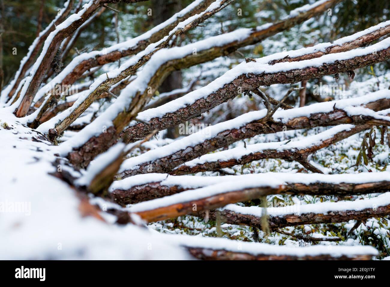 Bois mort recouvert de neige dans la forêt près de Lauterbrunnen (Suisse) Banque D'Images