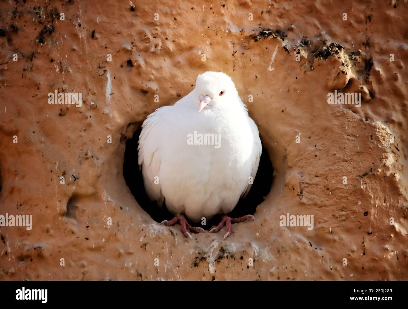 Un pigeon assis dans la tour de pigeon. Banque D'Images