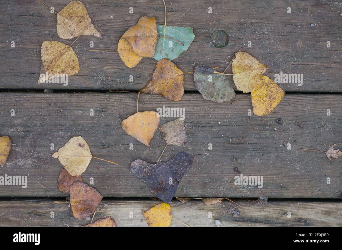 Texture d'arrière-plan avec une ancienne table en bois et des feuilles automnales espagne Banque D'Images