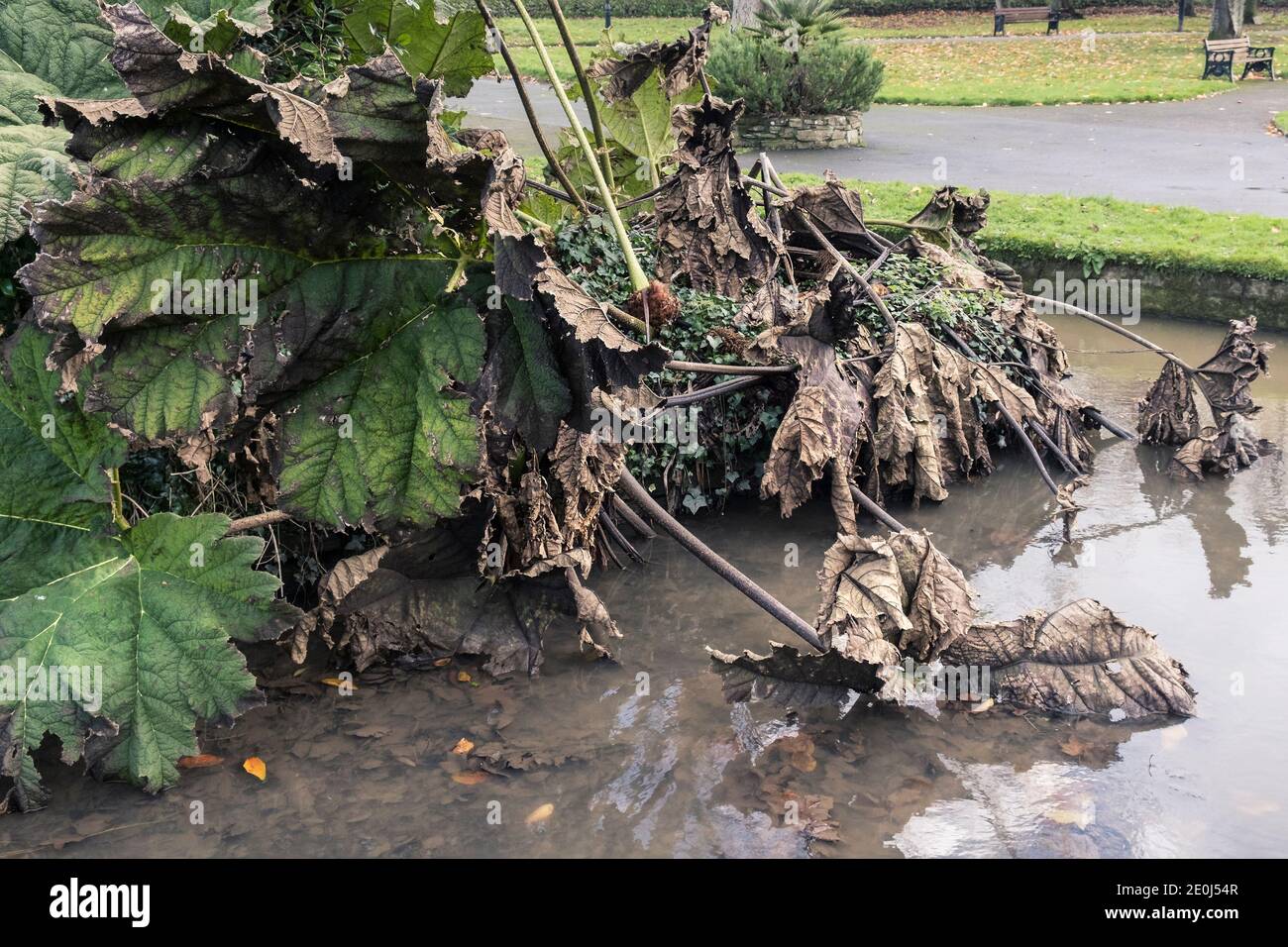 Les feuilles mortes et mourantes d'une manucata de Gunnera en automne. Banque D'Images