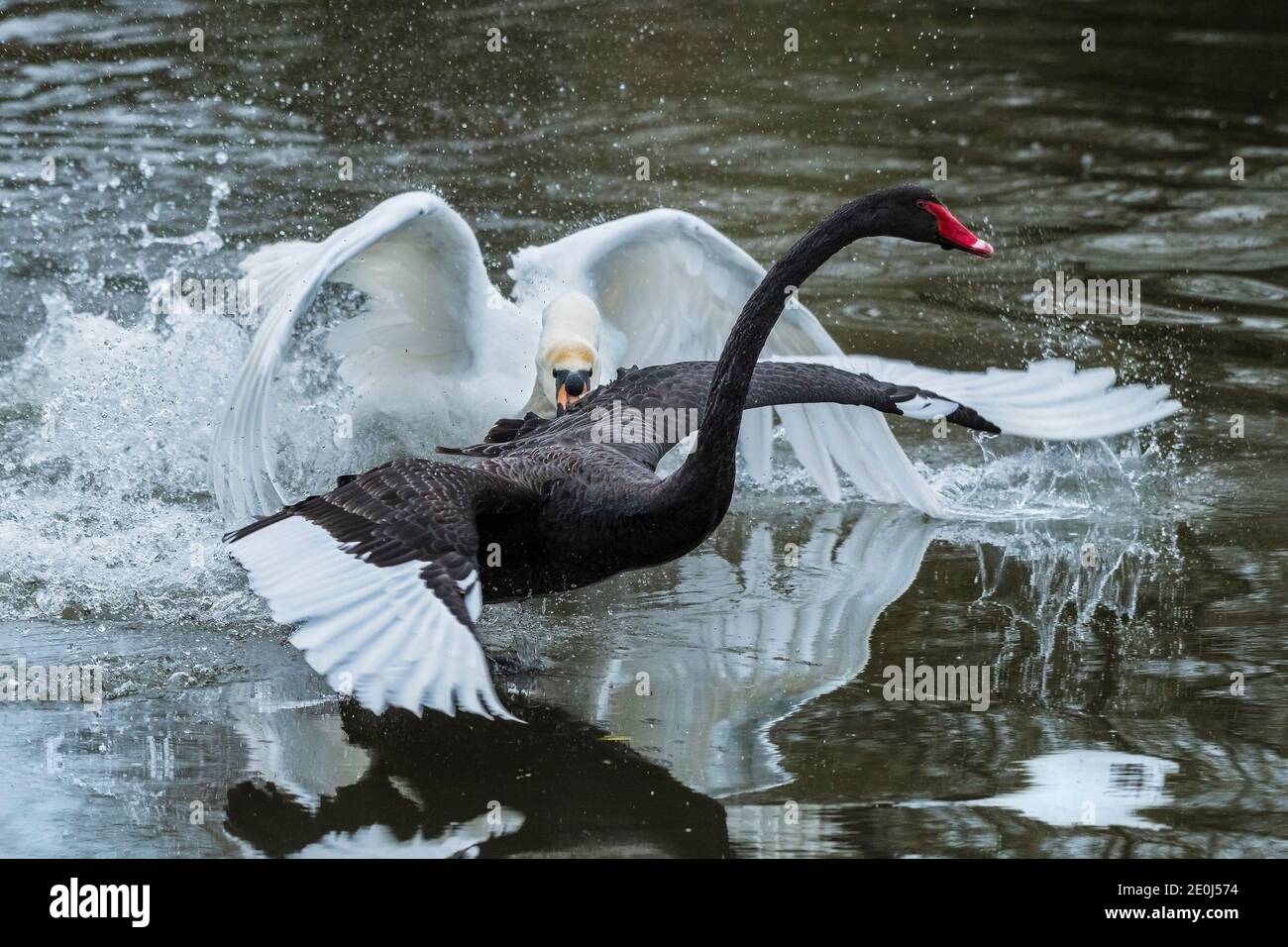 Un Cygne muet - Cygnus olor - attaquer un Cygnus atratus - sur un lac à Newquay en Cornouailles. Banque D'Images