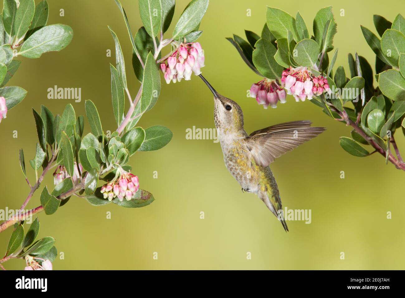 La femelle d'Anna Hummingbird, Calypte anna, se nourrissant aux fleurs de Manzanita à feuilles ponctuelles, Arctostaphylos pungens. Banque D'Images