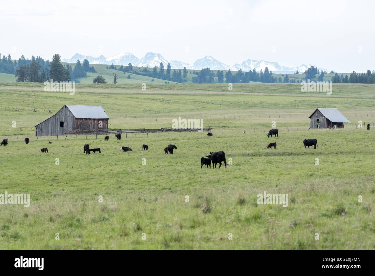 Vaches paissant dans un pré dans le nord-est de l'Oregon. Banque D'Images