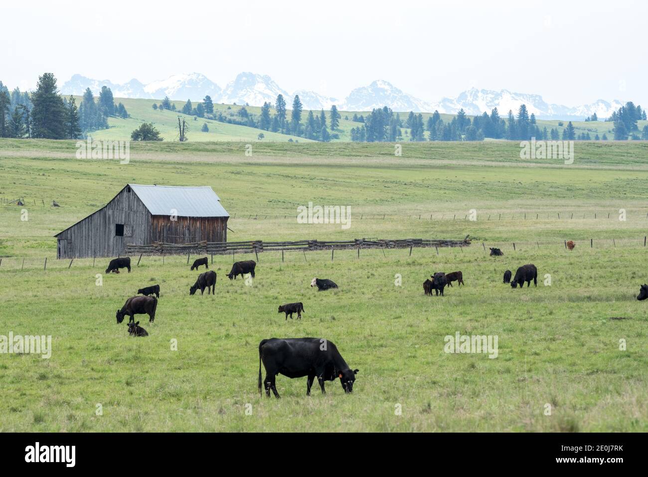 Vaches paissant dans un pré dans le nord-est de l'Oregon. Banque D'Images