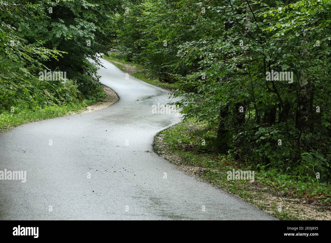 Route de montagne courbée à travers la forêt au lac de Bohinj, Slovénie Banque D'Images