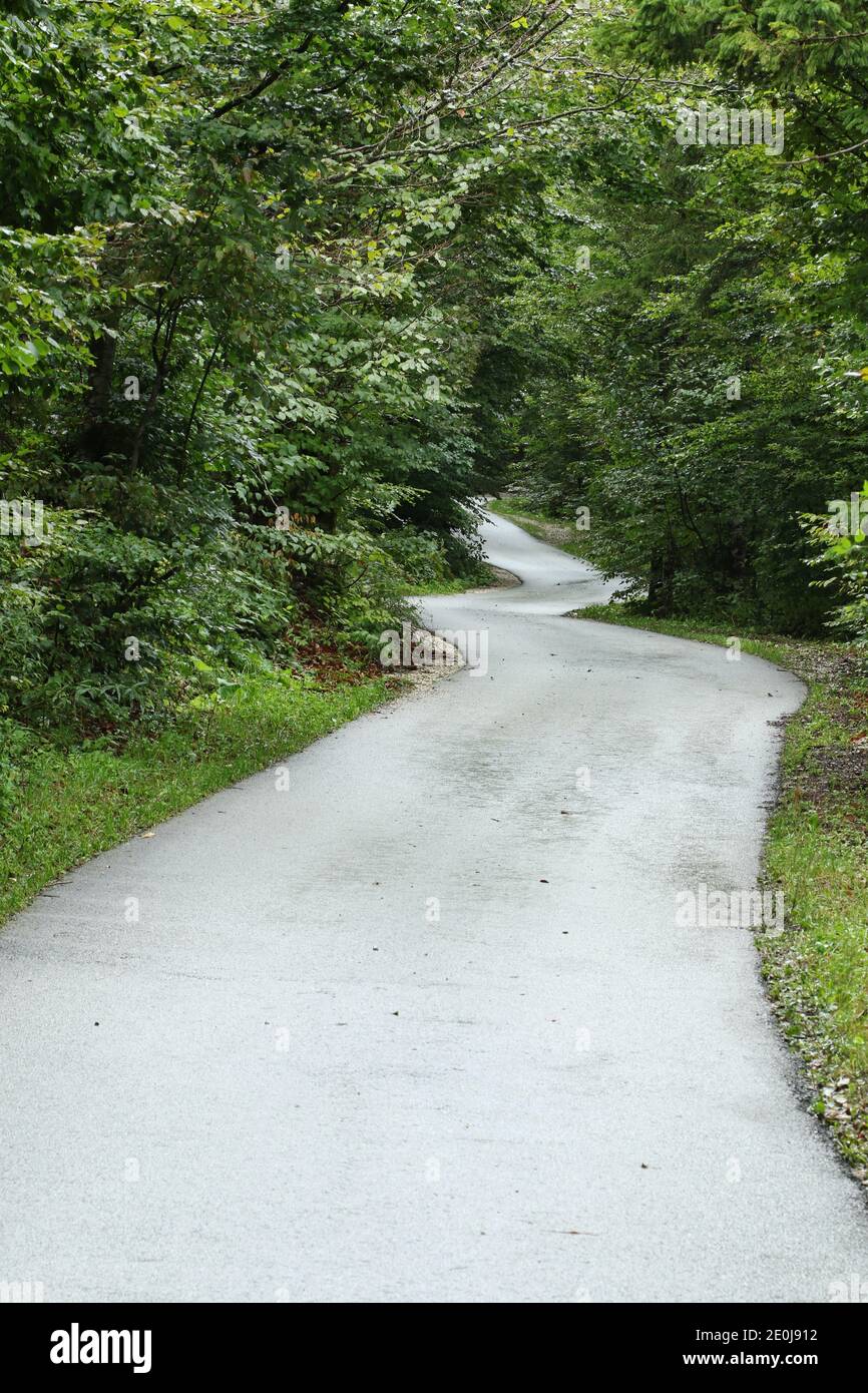 Route de montagne courbée à travers la forêt au lac de Bohinj, Slovénie Banque D'Images