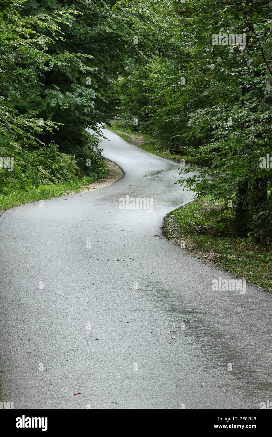 Route de montagne courbée à travers la forêt au lac de Bohinj, Slovénie Banque D'Images