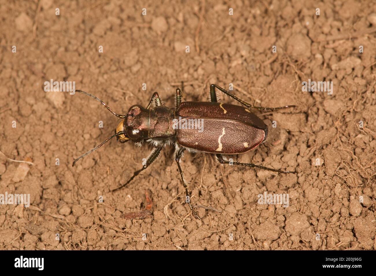 Beetle Ã long lèvres boréales, Cicindela longilabris laurentii, Cicindelidae. Longueur 16 mm. Banque D'Images