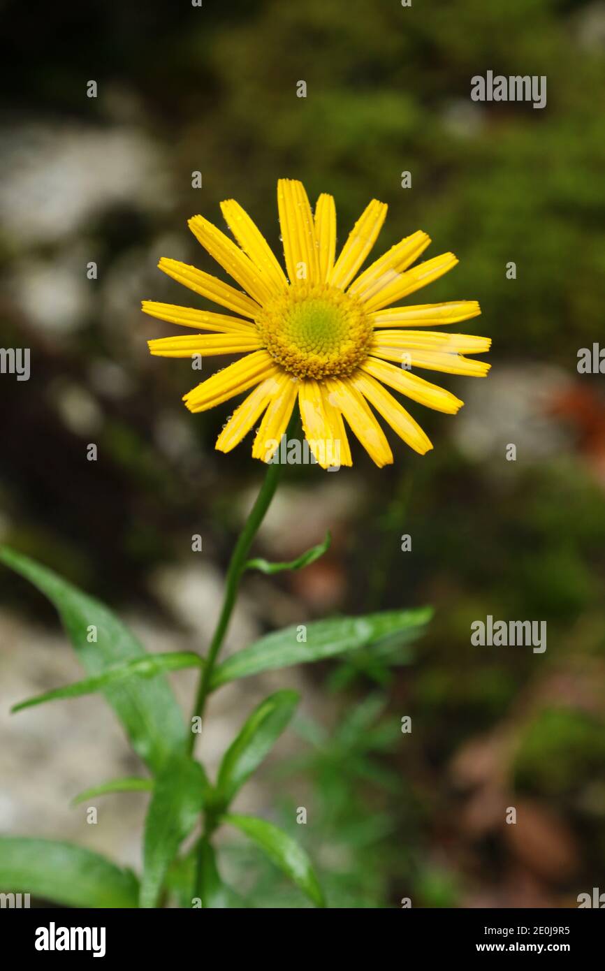 Buphthalmum salicifolium à fleurs jaunes dans les montagnes du parc national de Triglav, Bohinj, Slovénie Banque D'Images