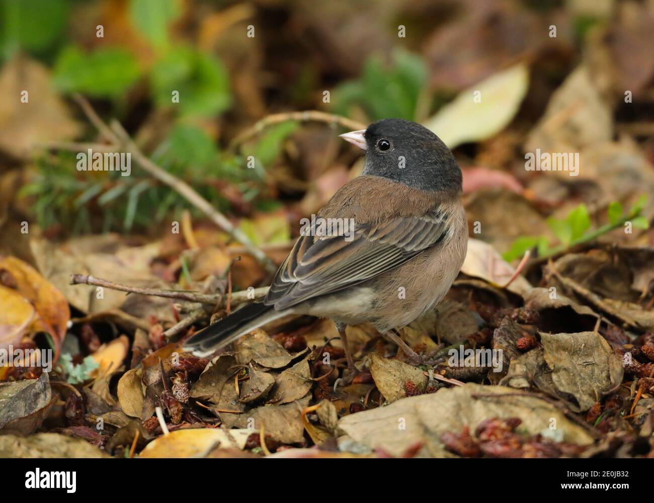 Les Juncos aux yeux sombres sont des oiseaux qui nourrissent le sol, mais vous pouvez parfois les voir à vos mangeoires. Banque D'Images