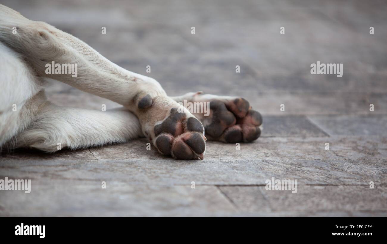 Chien sans-abri fatigué dormant sur le sol à l'extérieur, attention sélective sur les pattes. Banque D'Images