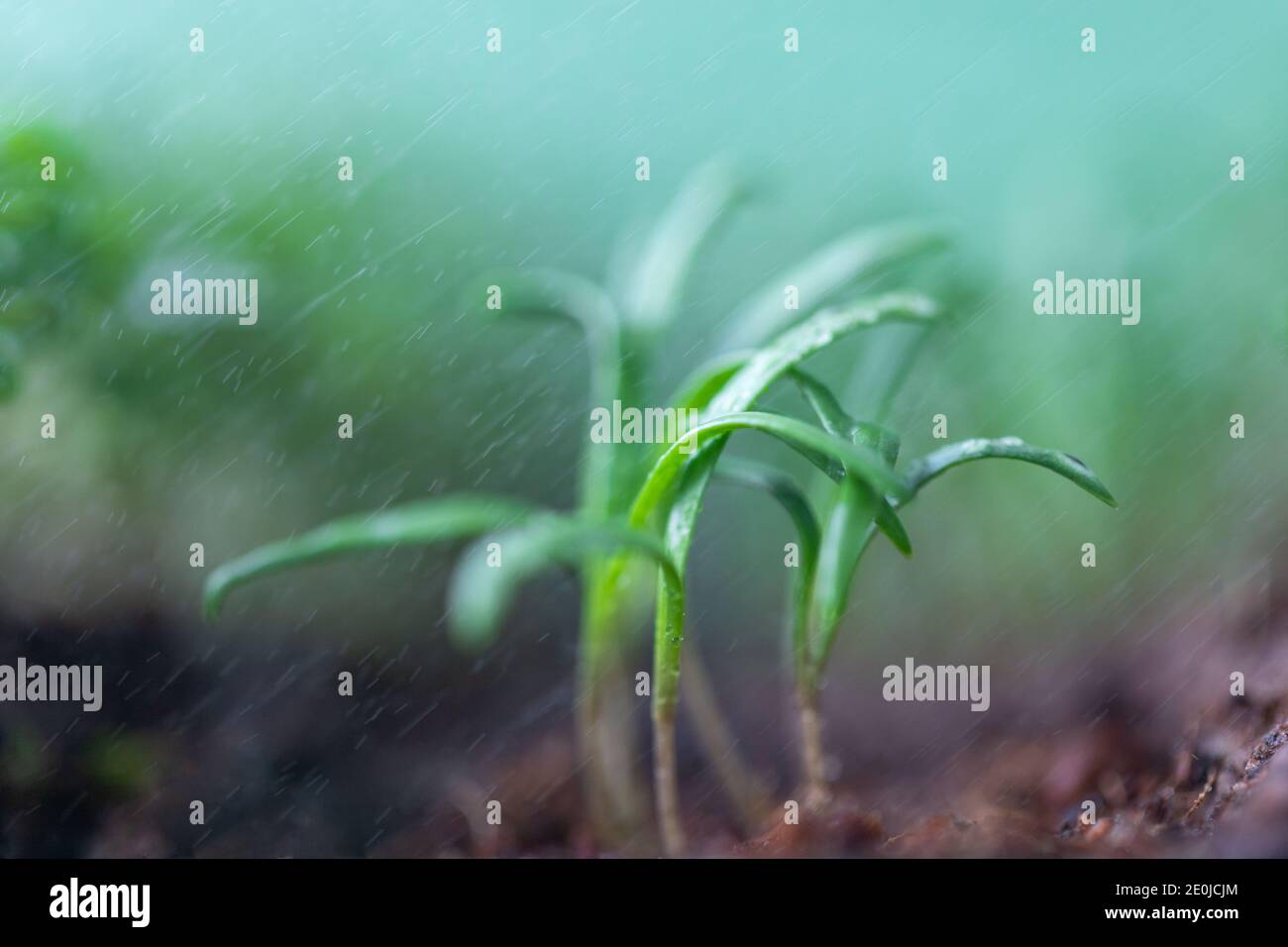 Jeunes pousses/plantules d'épinards verts sous gouttes de pluie, foyer doux sélectif. Prise de vue macro. Nouvelle usine de vie Banque D'Images