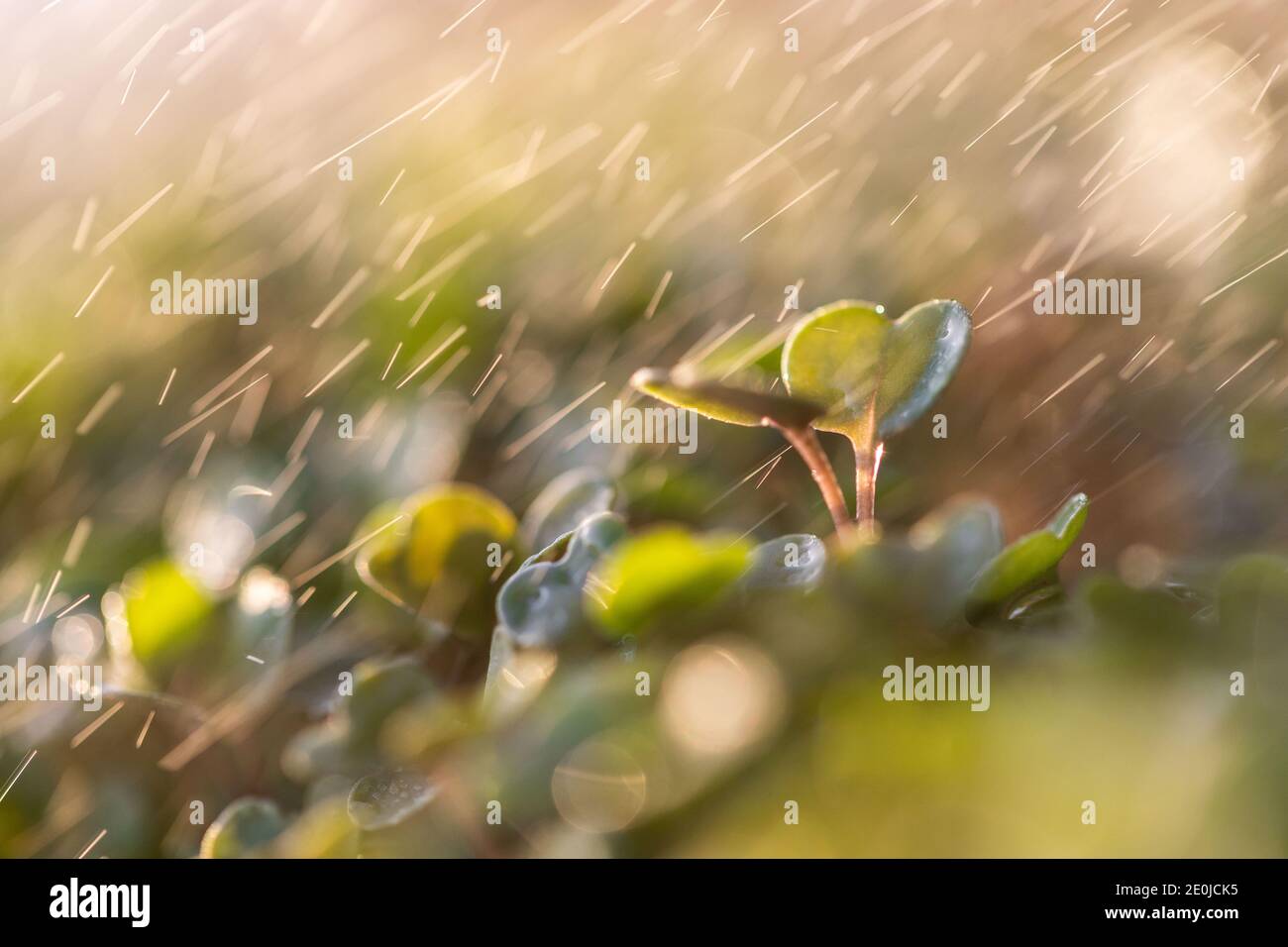 Jeunes pousses/plantules vertes arugula sous gouttes de pluie, foyer doux sélectif. Prise de vue macro. Jardinage, culture, plantation concept. Nouvelle usine de vie Banque D'Images