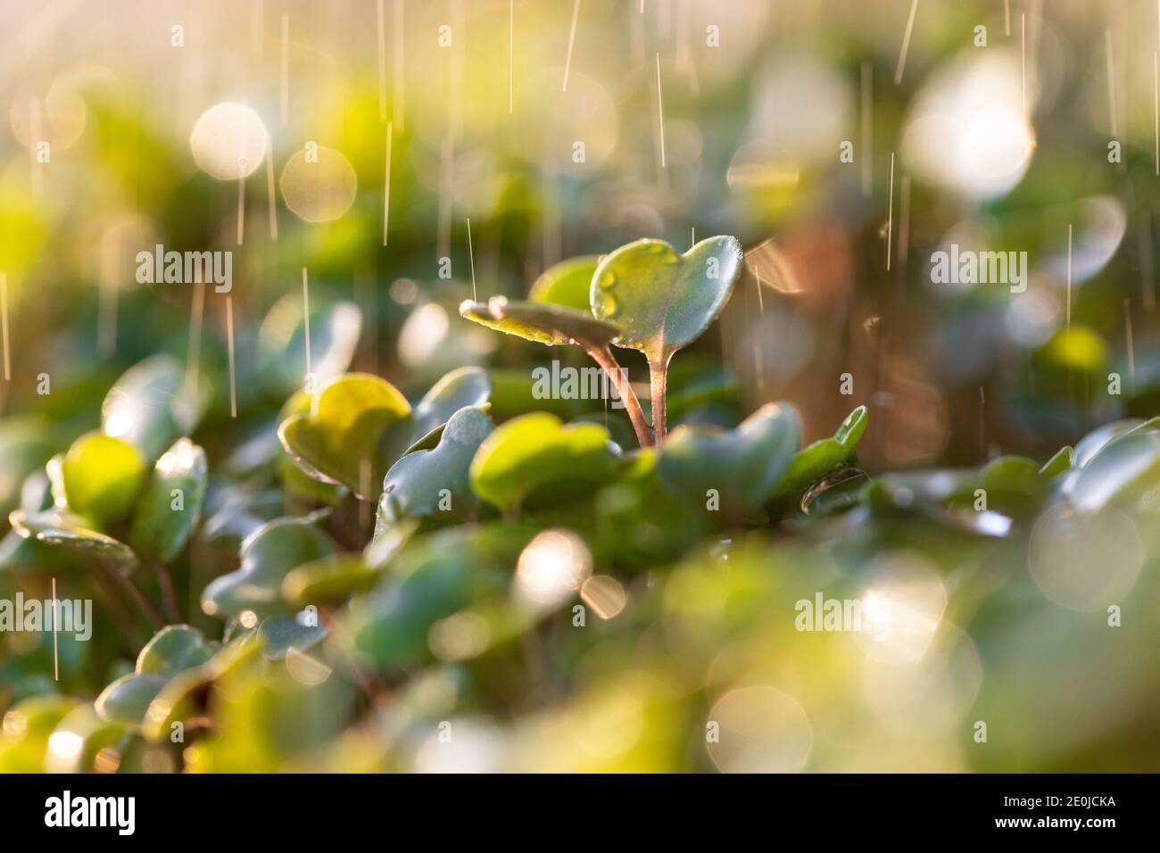Jeunes pousses/plantules vertes arugula sous gouttes de pluie, foyer doux sélectif. Prise de vue macro. Jardinage, culture, plantation concept. Nouvelle usine de vie Banque D'Images